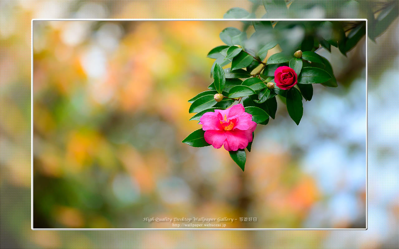 山茶花の壁紙(1280×800)