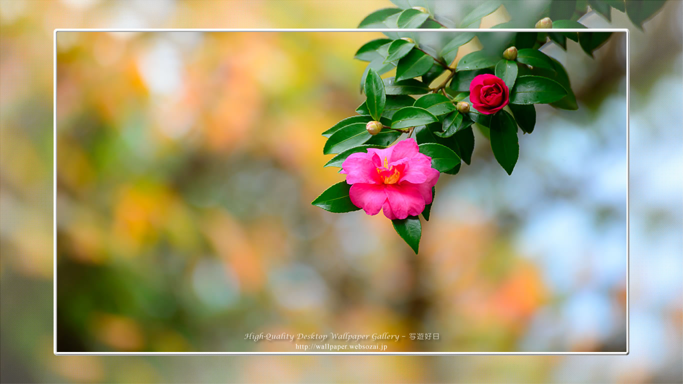 山茶花の壁紙(1366×768)