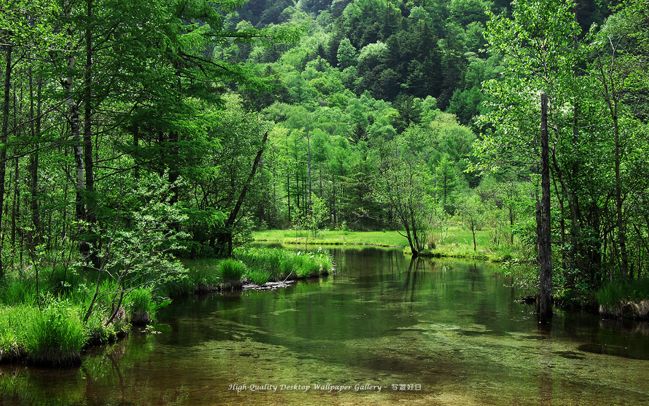 新緑の田代池の高画質・高解像度壁紙／Wallpaper of Kamikochi (1280×800)