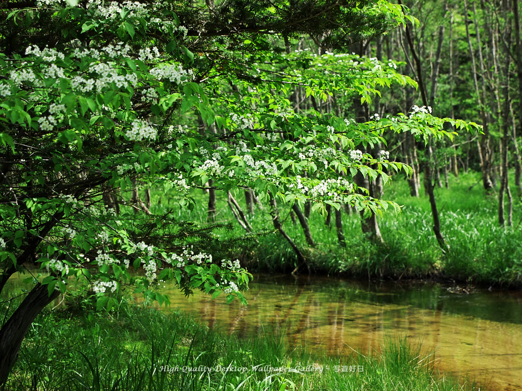 水辺の白い花の高画質・高解像度壁紙／Wallpaper of Kamikochi (1024×768)