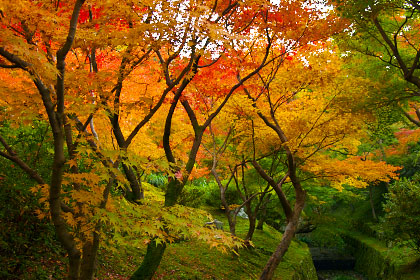 東福寺の紅葉（京都）