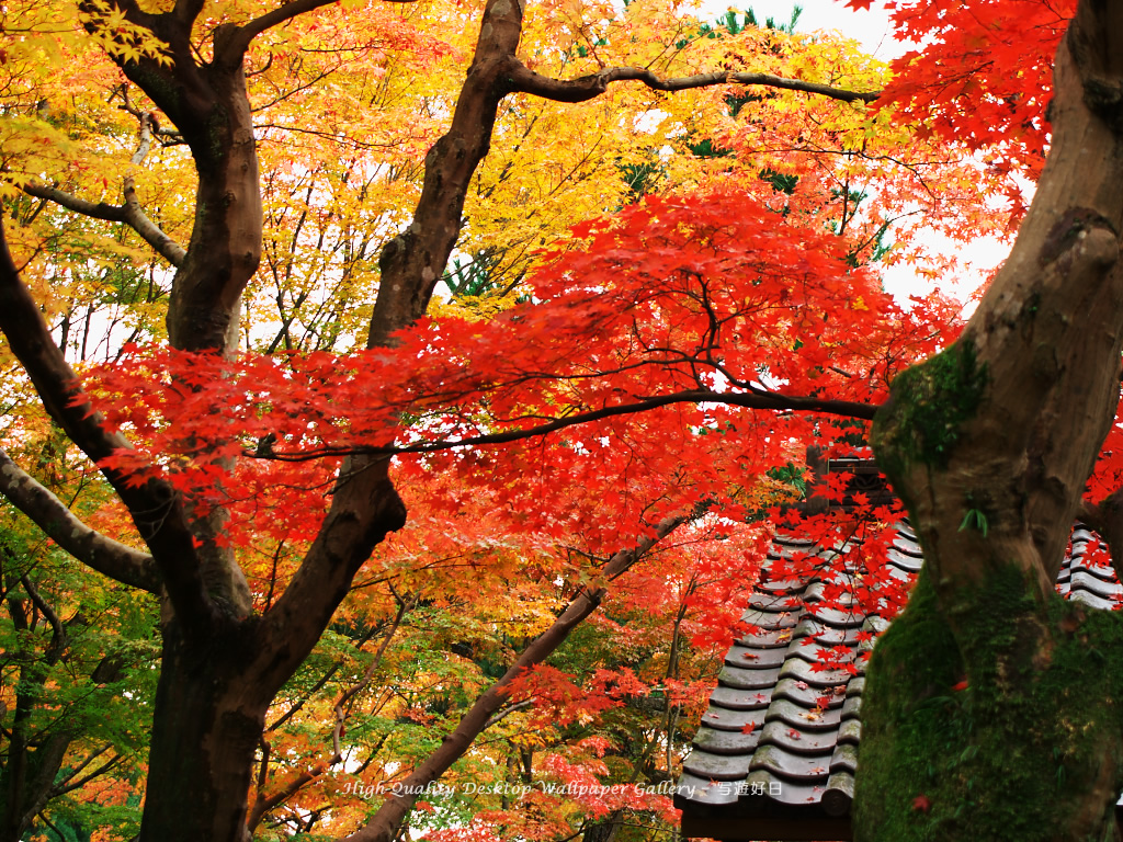 京都の紅葉の壁紙／Wallpaper of Autumn Color in Kyoto (1024×768)