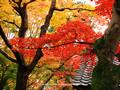 「京都の紅葉」のダウンロードページ｜Go to the download page of Autumn in Kyoto (1)
