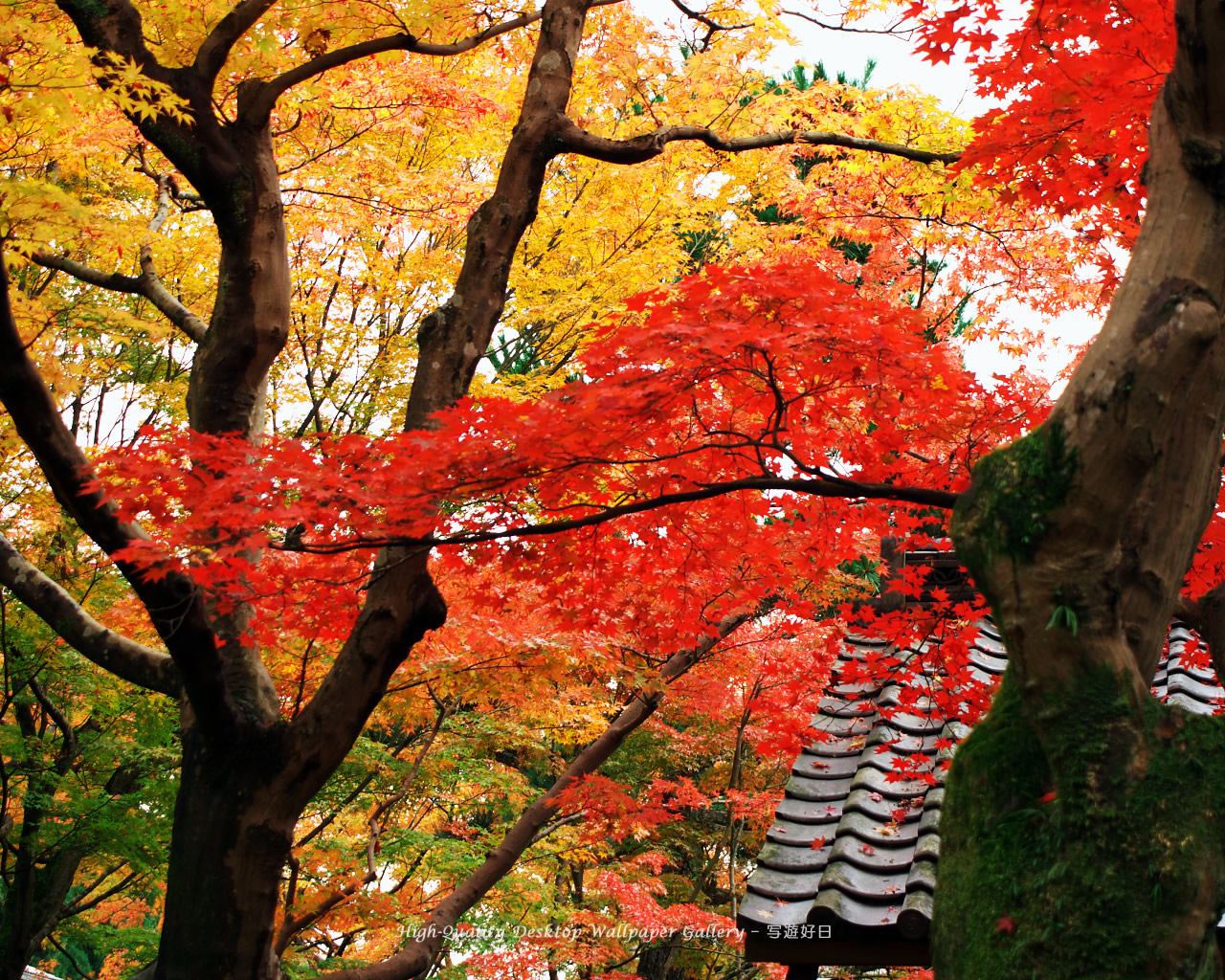 京都の紅葉の壁紙/Wallpaper of Autumn Color in Kyoto (1280×1024)
