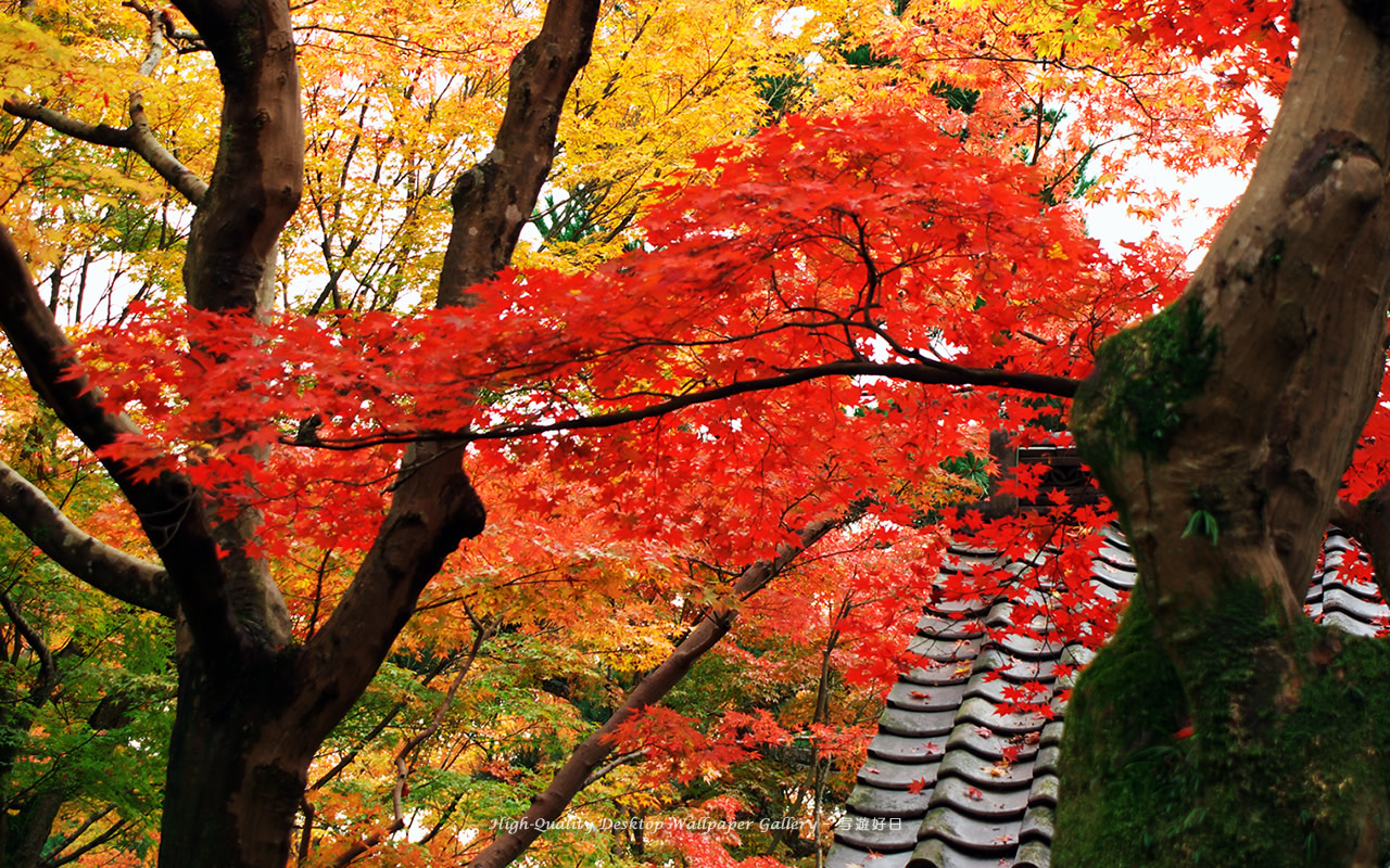 京都の紅葉の壁紙/Wallpaper of Autumn Color in Kyoto (1280×800)