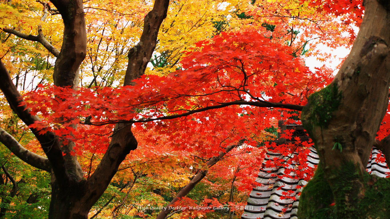 京都の紅葉の壁紙/Wallpaper of Title in Autumn Color in Kyoto (1366×768)