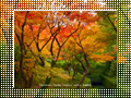 「東福寺の紅葉」のダウンロードページ｜Go to the download page of Autumn in Kyoto (1)
