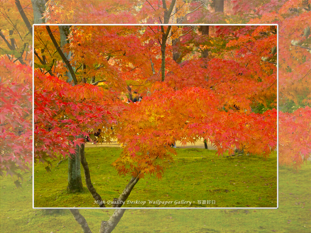 東福寺の紅葉（３）の壁紙／Wallpaper of Kyoto in Autumn (1024×768)