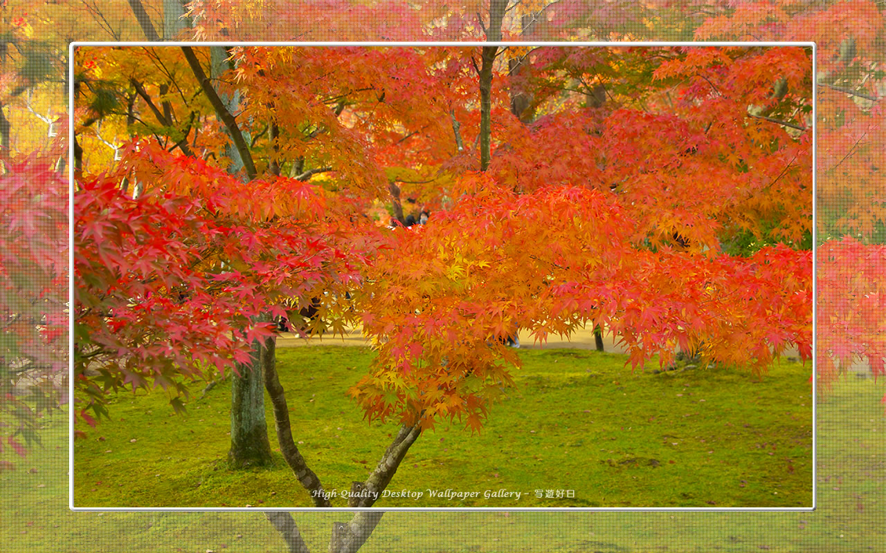 東福寺の紅葉（３）の壁紙／Wallpaper of Kyoto in Autumn (1280×800)