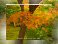 「東福寺の紅葉」のダウンロードページ｜Go to the download page of Autumn in Kyoto (6)