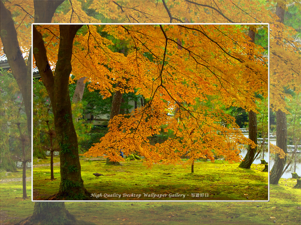 南禅寺(1)の壁紙/Wallpaper of Kyoto in Autumn (1024×768)