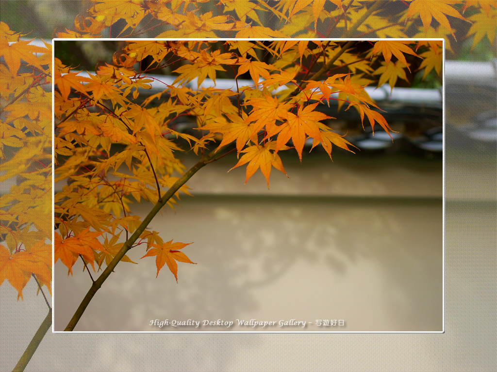 永観堂(1)の壁紙/Wallpaper of Kyoto in Autumn (1024×768)