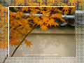 「永観堂の紅葉」のダウンロードページ｜Go to the download page of Autumn in Kyoto (1)