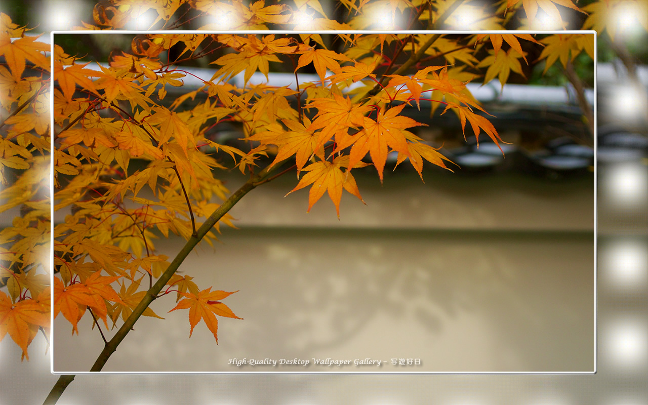 永観堂(1)の壁紙/Wallpaper of Kyoto in Autumn (1280×800)