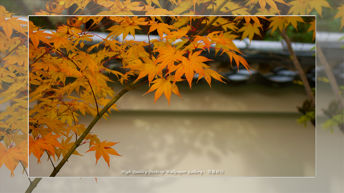 永観堂(1)の壁紙/Wallpaper of Title in Kyoto in Autumn (1366×768)
