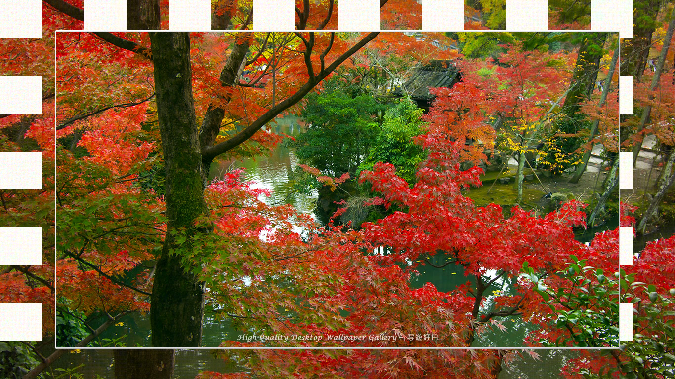 永観堂(2)の壁紙/Wallpaper of Title in Kyoto in Autumn (1366×768)