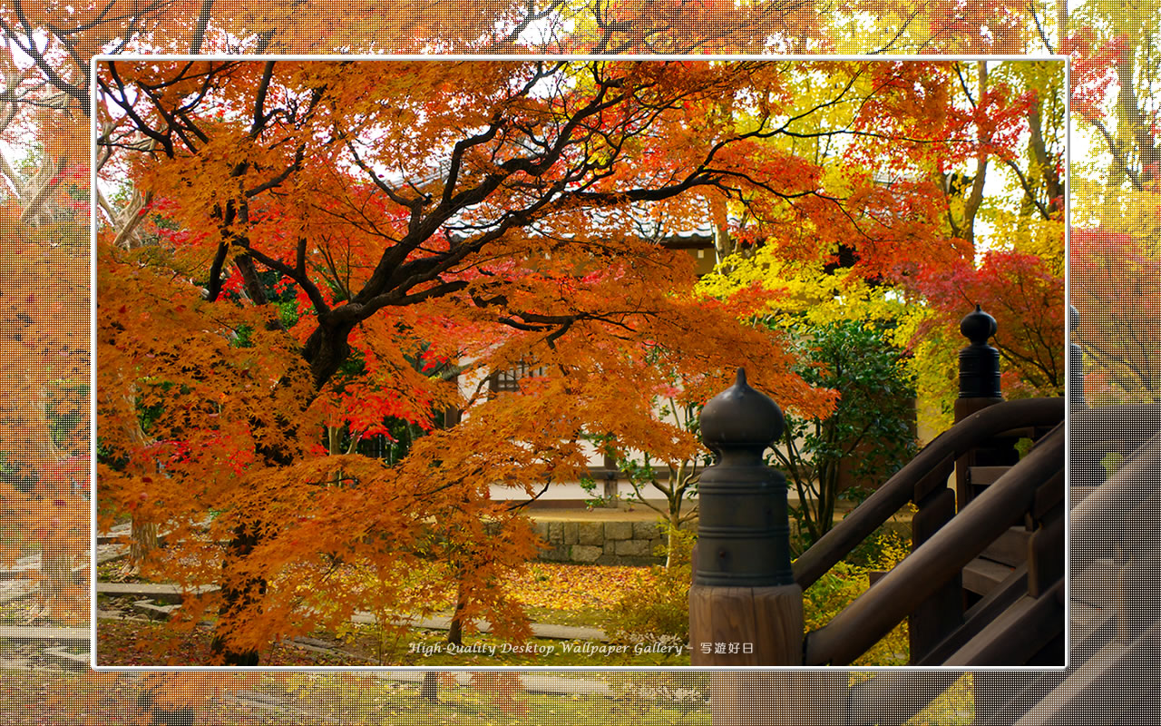 真如堂(1)の壁紙/Wallpaper of Kyoto in Autumn (1280×800)