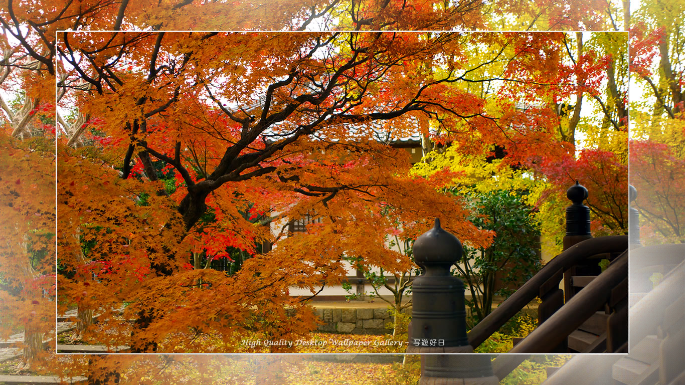 真如堂(1)の壁紙/Wallpaper of Title in Kyoto in Autumn (1366×768)