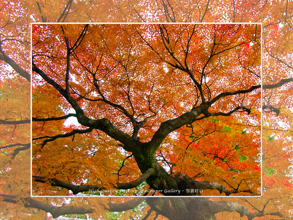 真如堂(2)の壁紙/Wallpaper of Kyoto in Autumn (1024×768)