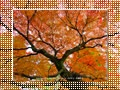 「真如堂の紅葉-2」のダウンロードページ｜Go to the download page of Autumn in Kyoto