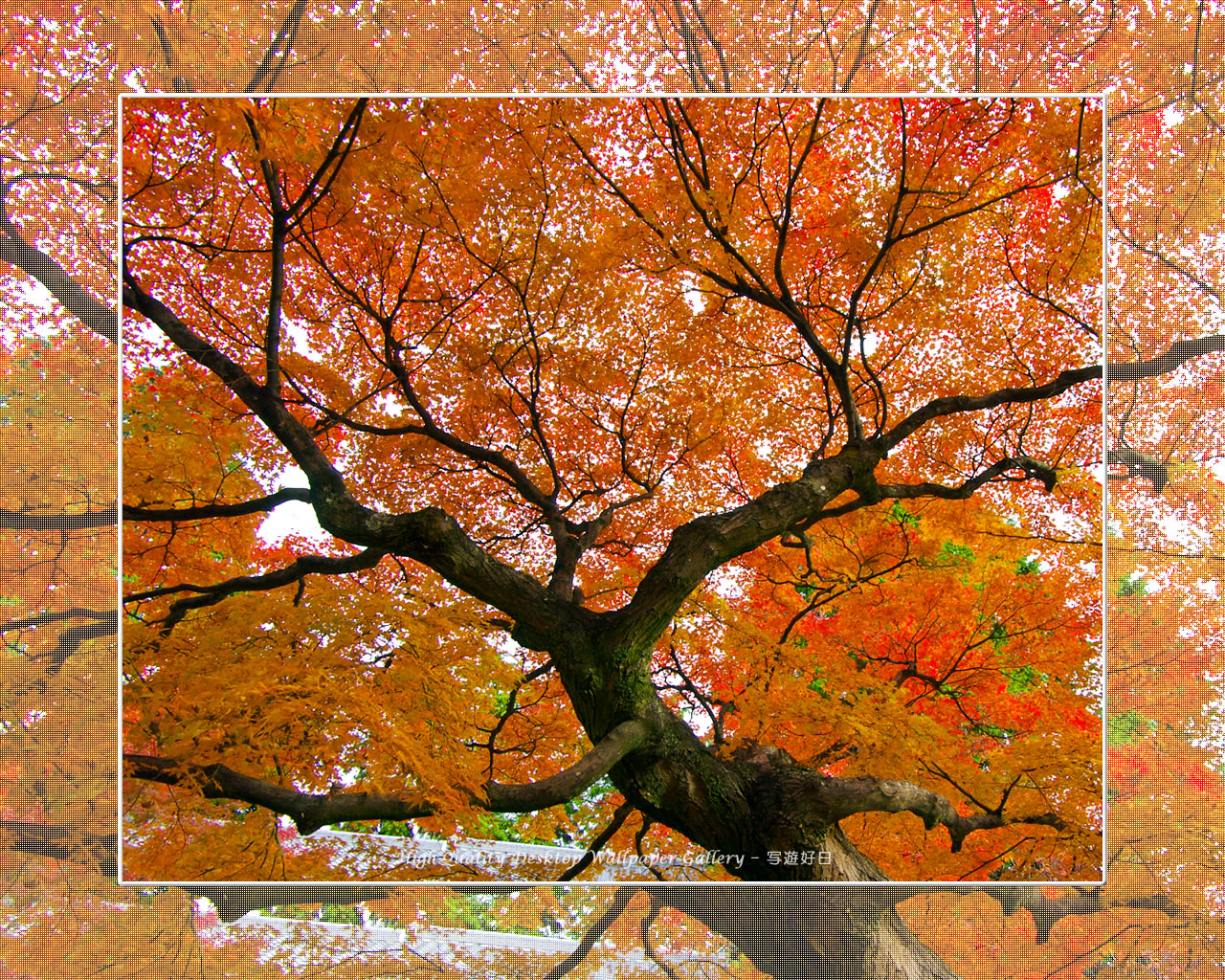 真如堂(2)の壁紙/Wallpaper of Kyoto in Autumn (1280×1024)