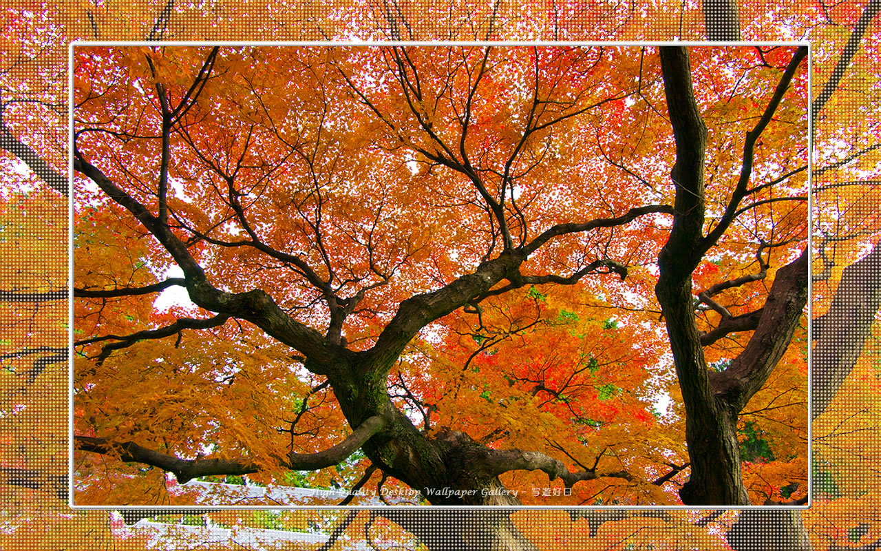 真如堂（２）の壁紙／Wallpaper of Kyoto in Autumn (1280×800)