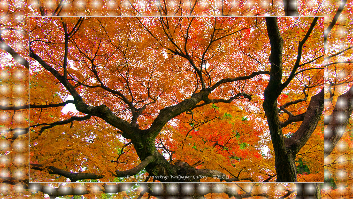 真如堂(2)の壁紙/Wallpaper of Title in Kyoto in Autumn (1366×768)