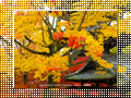 「真如堂の紅葉-3」のダウンロードページ｜Go to the download page of Autumn in Kyoto