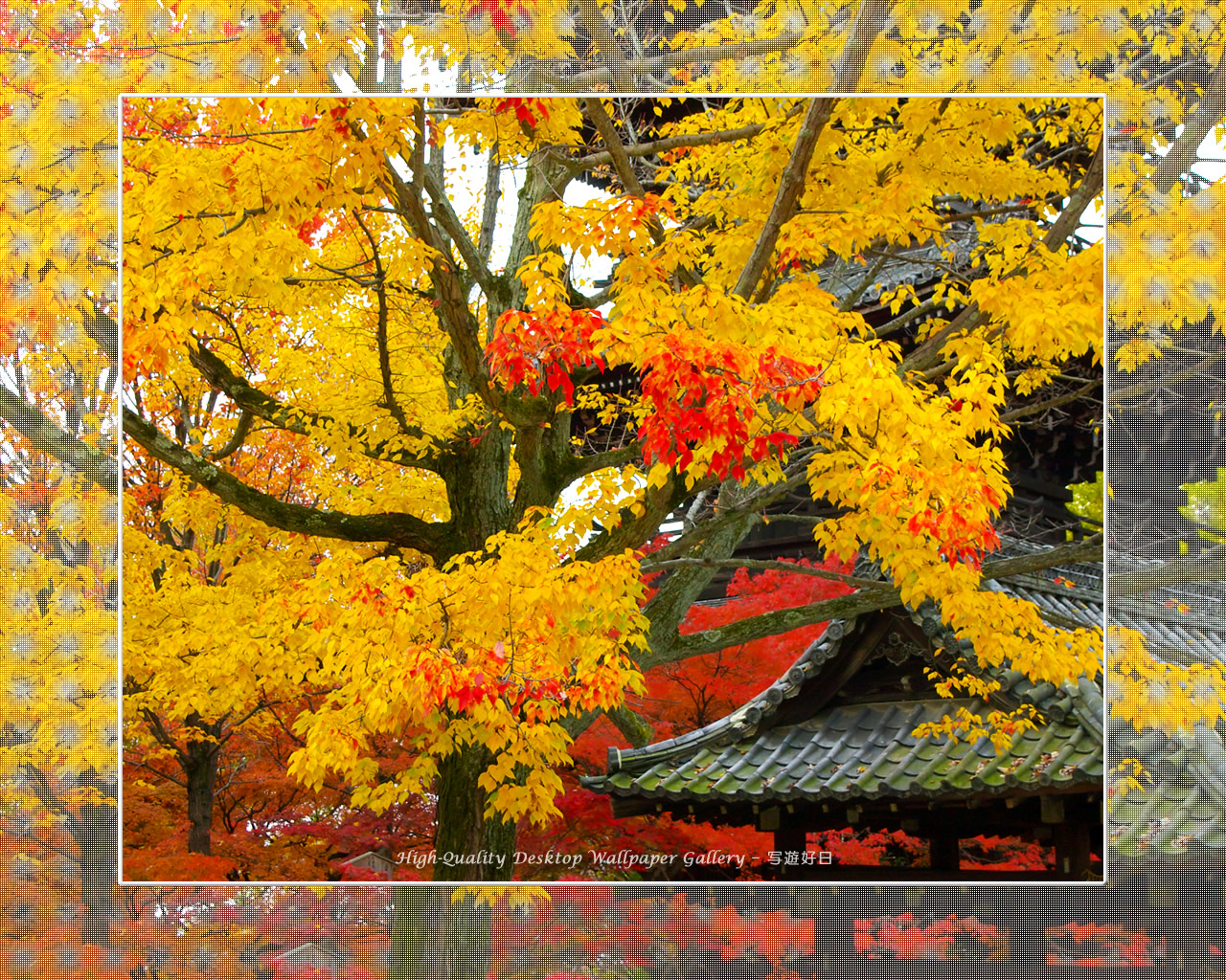 真如堂(3)の壁紙/Wallpaper of Kyoto in Autumn (1280×1024)