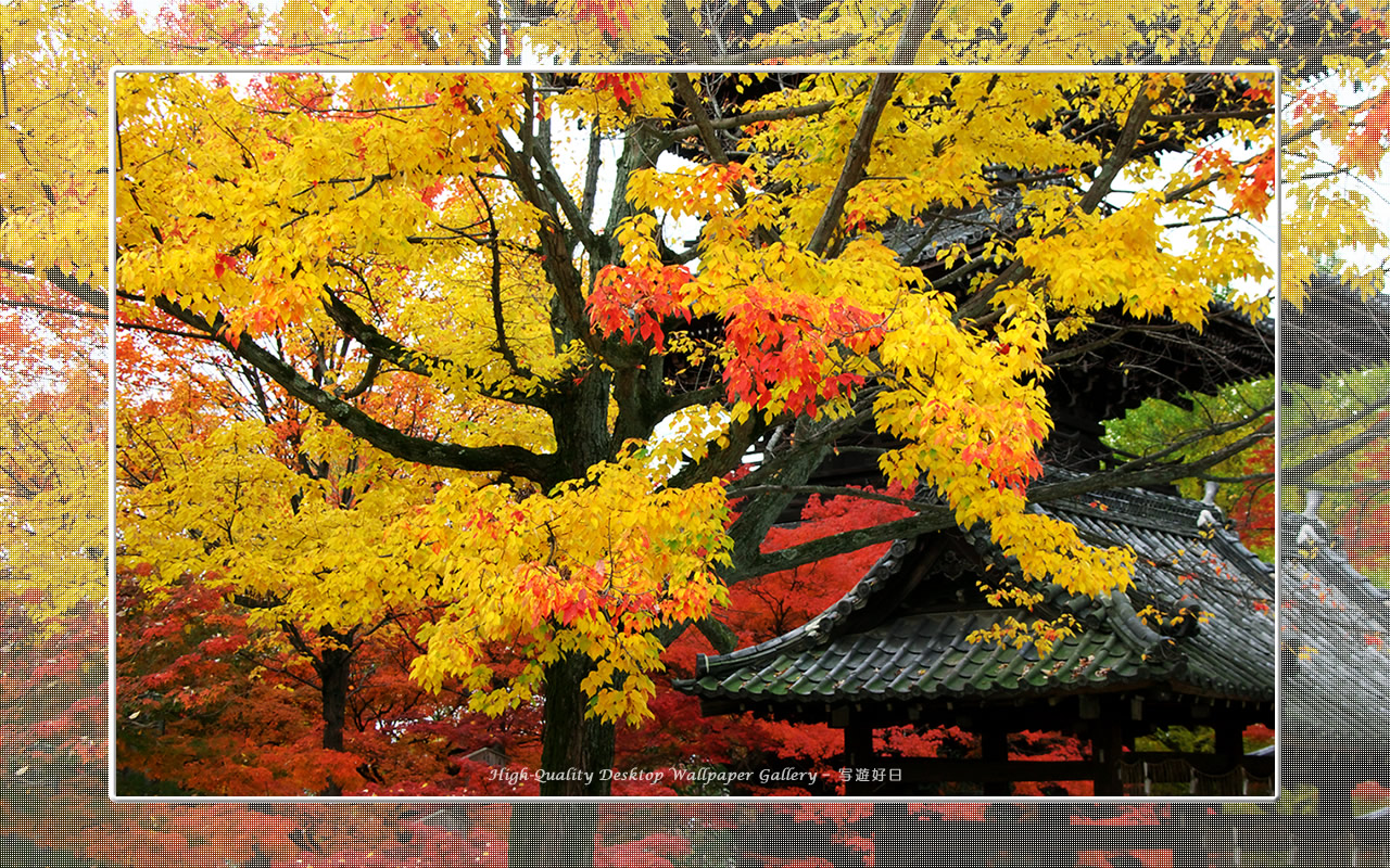 真如堂（３）の壁紙／Wallpaper of Kyoto in Autumn (1280×800)
