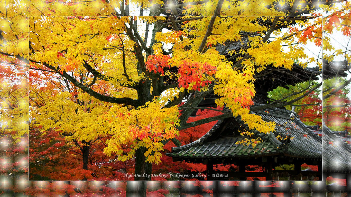 真如堂(3)の壁紙/Wallpaper of Title in Kyoto in Autumn (1366×768)
