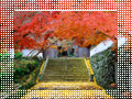 王至森寺の紅葉と黄葉｜daily Prefecture
