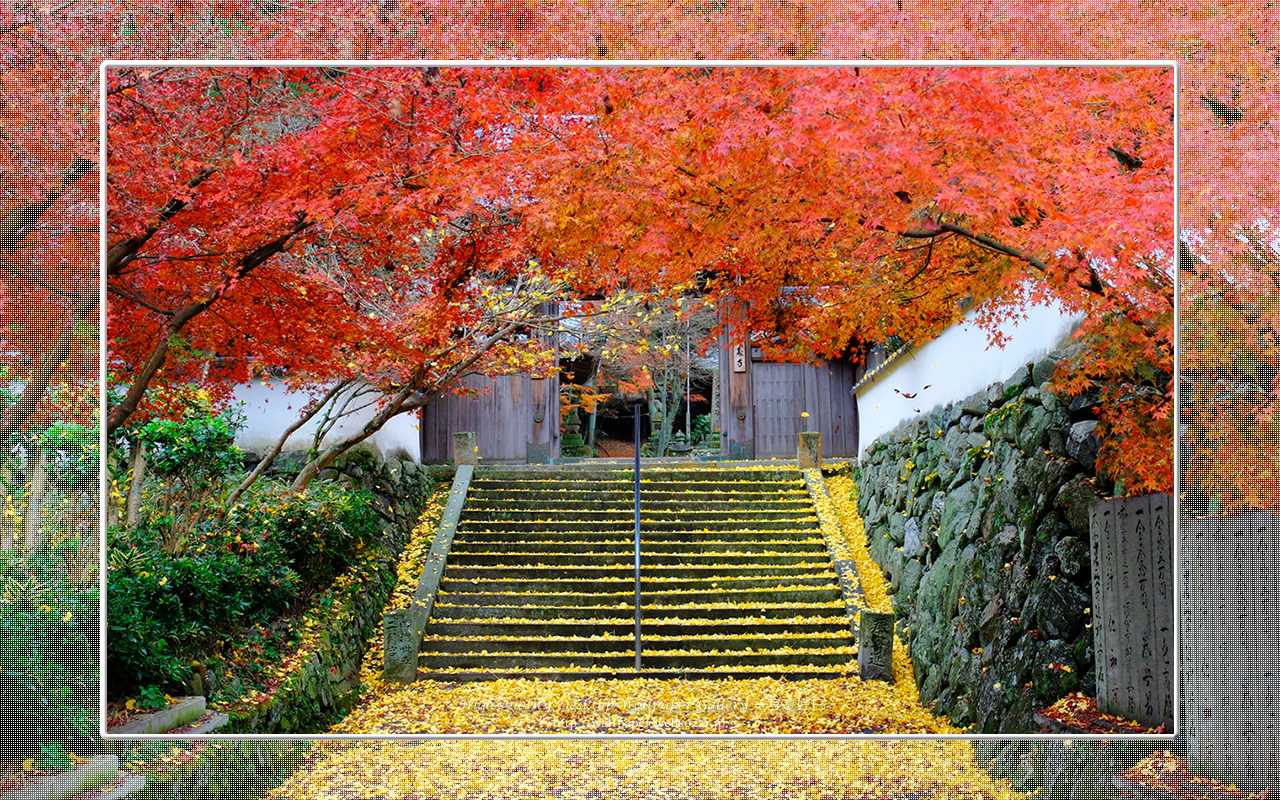 王至森寺の紅葉と黄葉 (1280×800)
