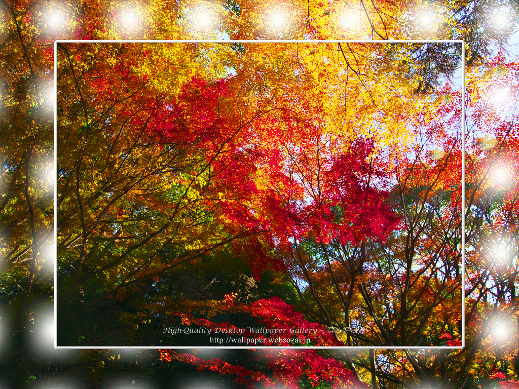紅葉-1の壁紙／Wallpaper(1024×768)