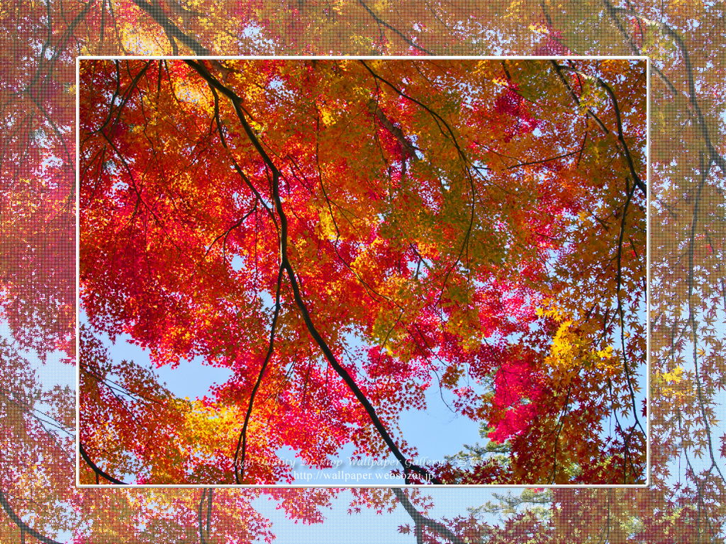 紅葉-2の壁紙/Wallpaper(1024×768)