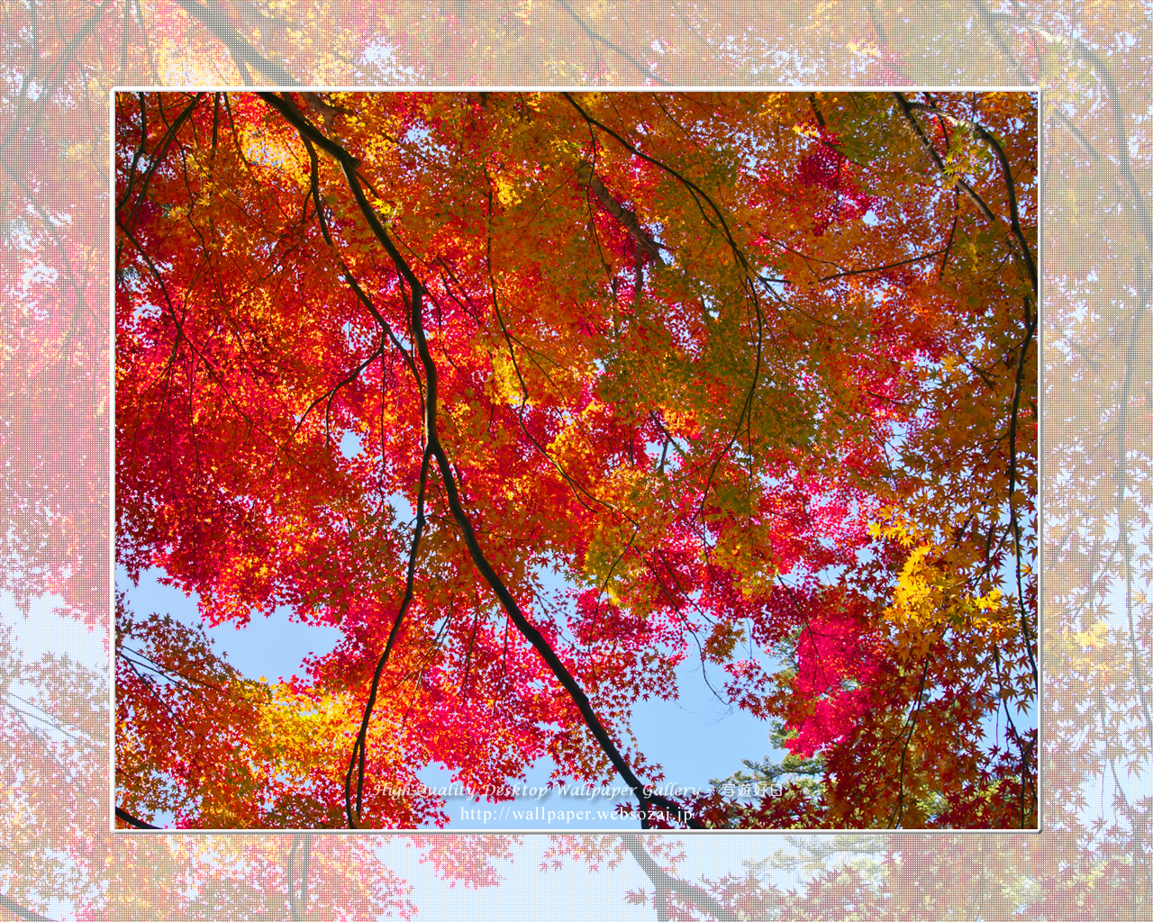 紅葉-2の壁紙/Wallpaper(1280×1024)