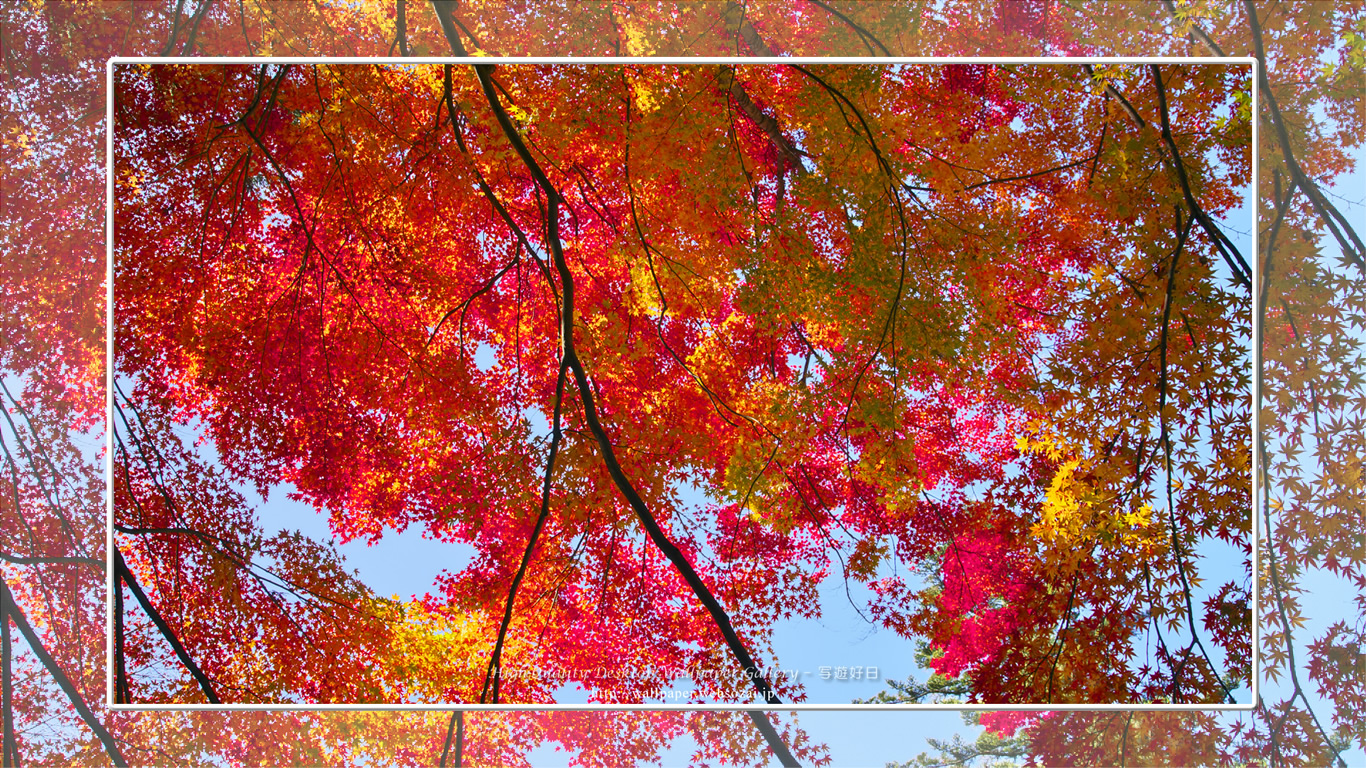 紅葉-2の壁紙/Wallpape(1366×768)