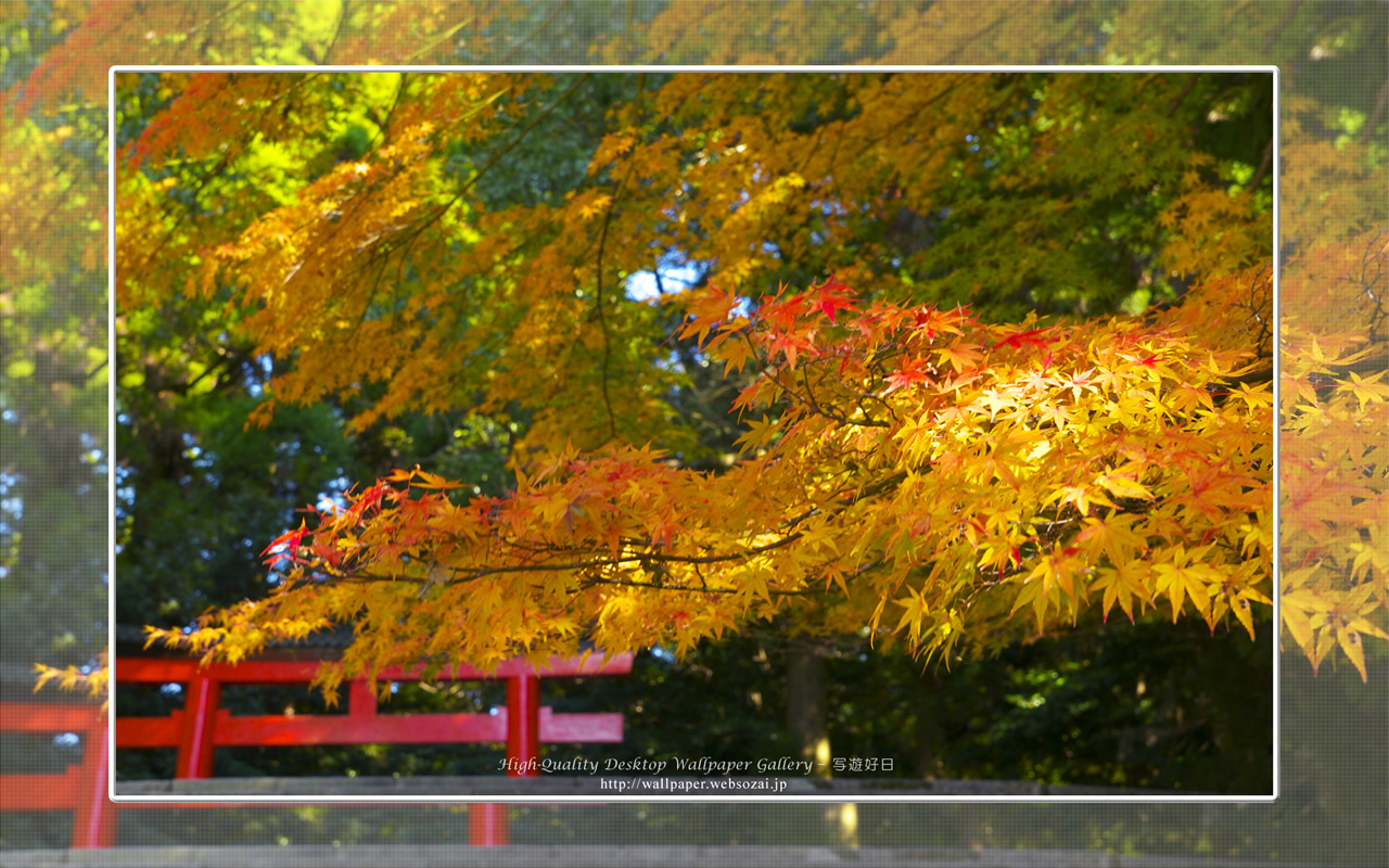 紅葉（霧島神宮）の壁紙／Wallpaper(1280×800)