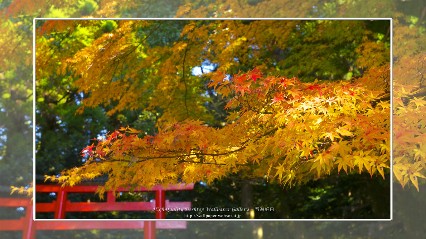 紅葉(霧島神宮)の壁紙/Wallpape(1366×768)