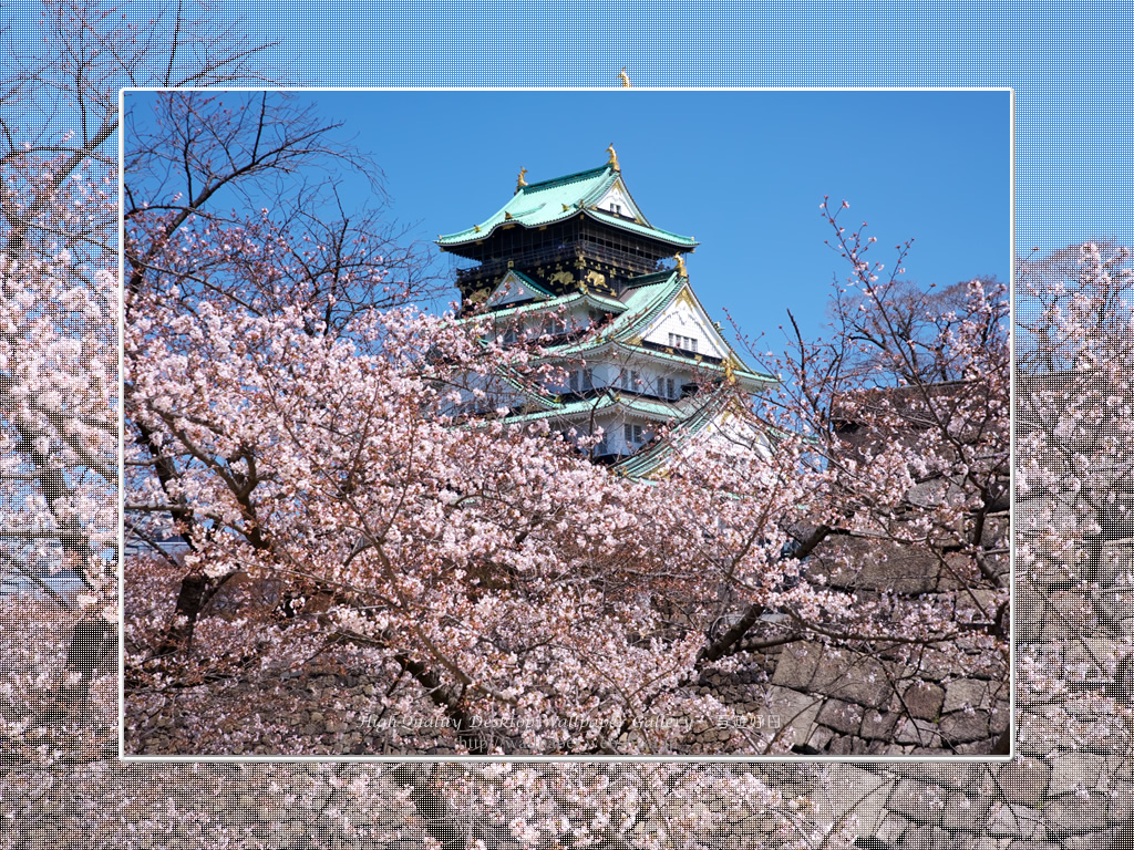 桜と大阪城の壁紙/Wallpaper of Osaka Castle in spring (1024×768)
