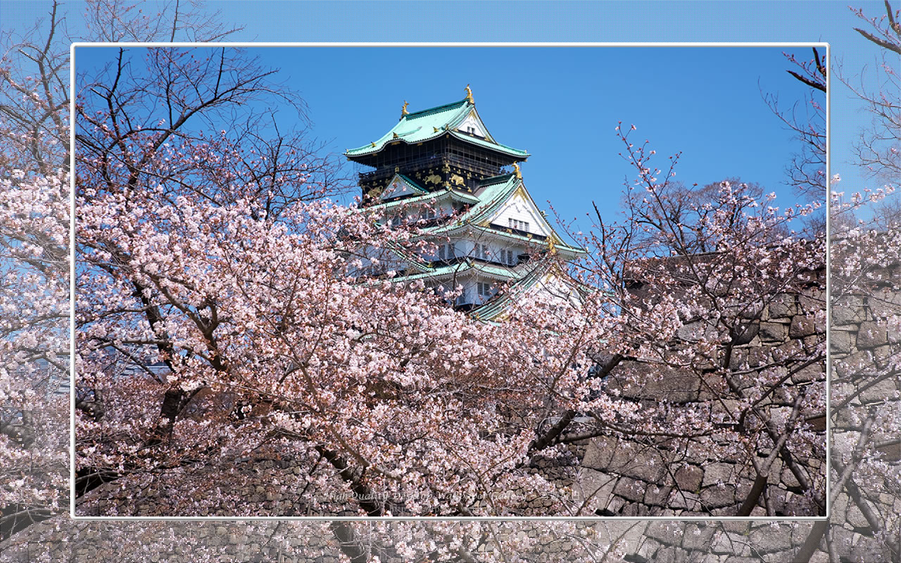桜と大阪城の壁紙/Wallpaper of Osaka Castle in spring (1280×800)