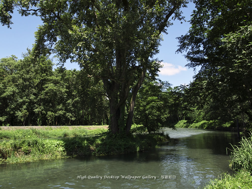 「川の畔に立つ木」の壁紙／Wallpaper of Riverside Tree in Shinshu (1024×768)