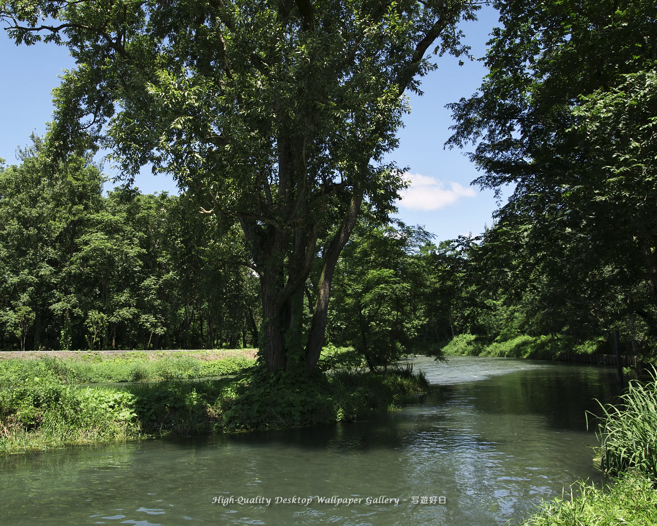 「川の畔に立つ木」の壁紙／Wallpaper of Riverside Tree in Shinshu (1280×1024)