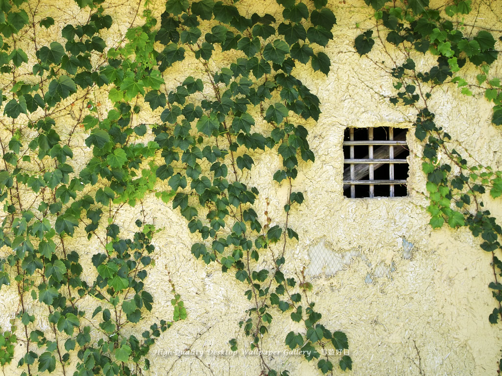 「蔦覆う土塀」の壁紙/Wallpaper of Old Wall with Ivy of the Water Wheel in Shinshu (1024×768)