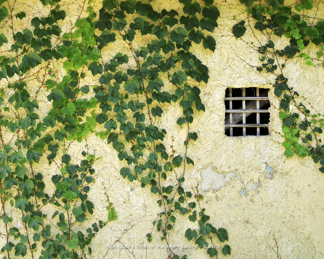 「蔦覆う土塀」の壁紙/Wallpaper of Old Wall with Ivy of the Water Wheel in Shinshu (1280×1024)