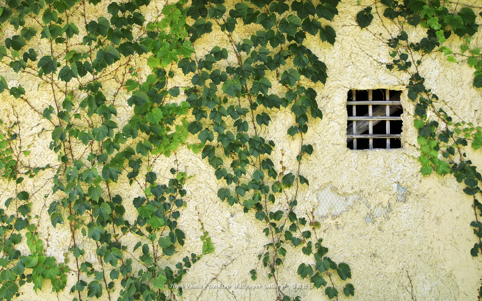 「蔦覆う土塀」の壁紙/Wallpaper of Old Wall with Ivy of the Water Wheel in Shinshu (1680×1050)