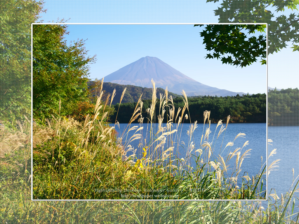 富士山の高画質&高解像度壁紙/Wallpaper of富士山とススキ in Fuji Lake Districti (1024×768)