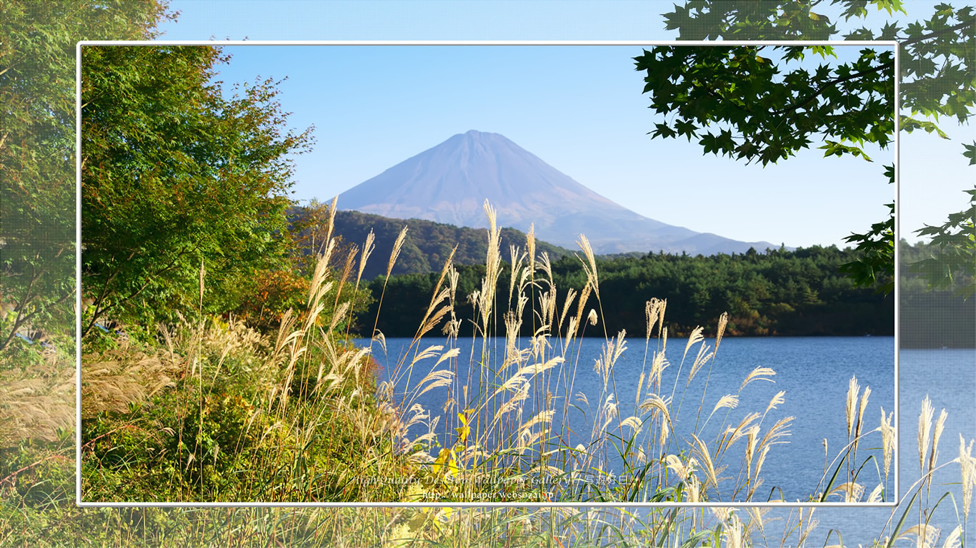 富士山の壁紙/Wallpaper of富士山とススキ in Fuji Lake Districti (1366×768)