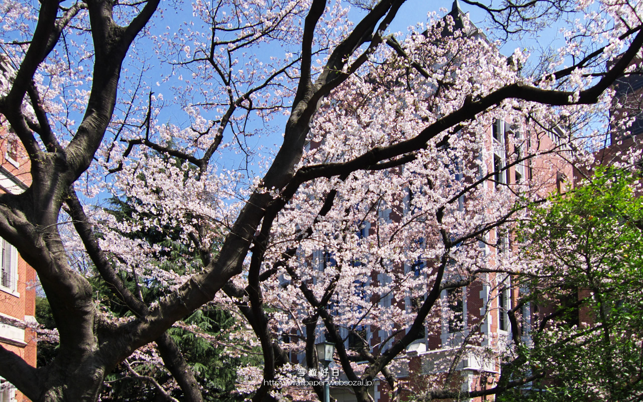 高画質デスクトップ壁紙≪1280*800≫　― 桜の学舎 ―